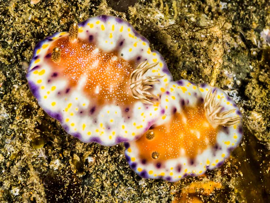 Goniobranchus collingwoodi